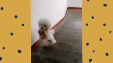 Do You Need A Dog?