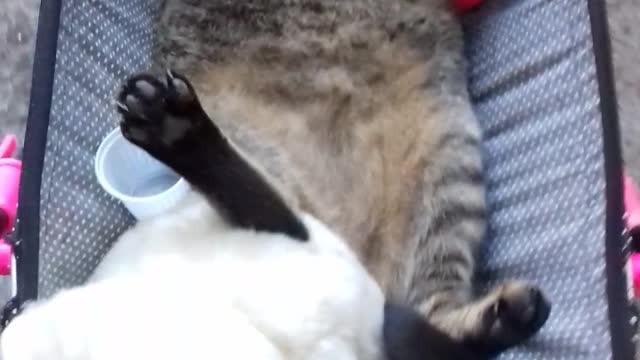 Cat Loves Riding in Baby Stroller