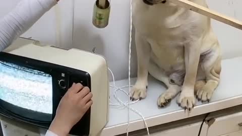 Funny dog, you will get stomach ache from laughing so hard roling on the flor-part1