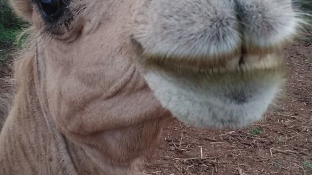 Funny camel and her Cute baby