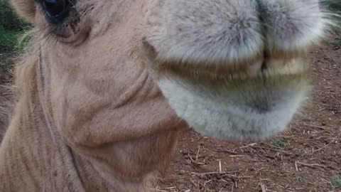 Funny camel and her Cute baby