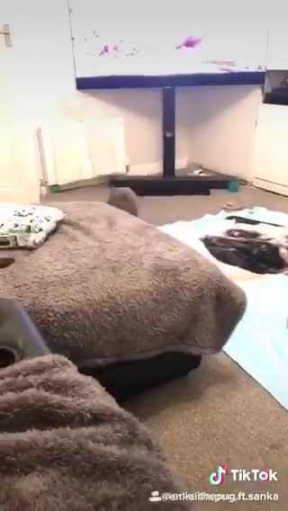 Energetic French Bulldog Hits Every Beat