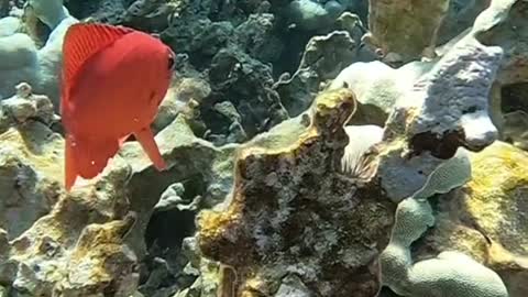 underwater#reef