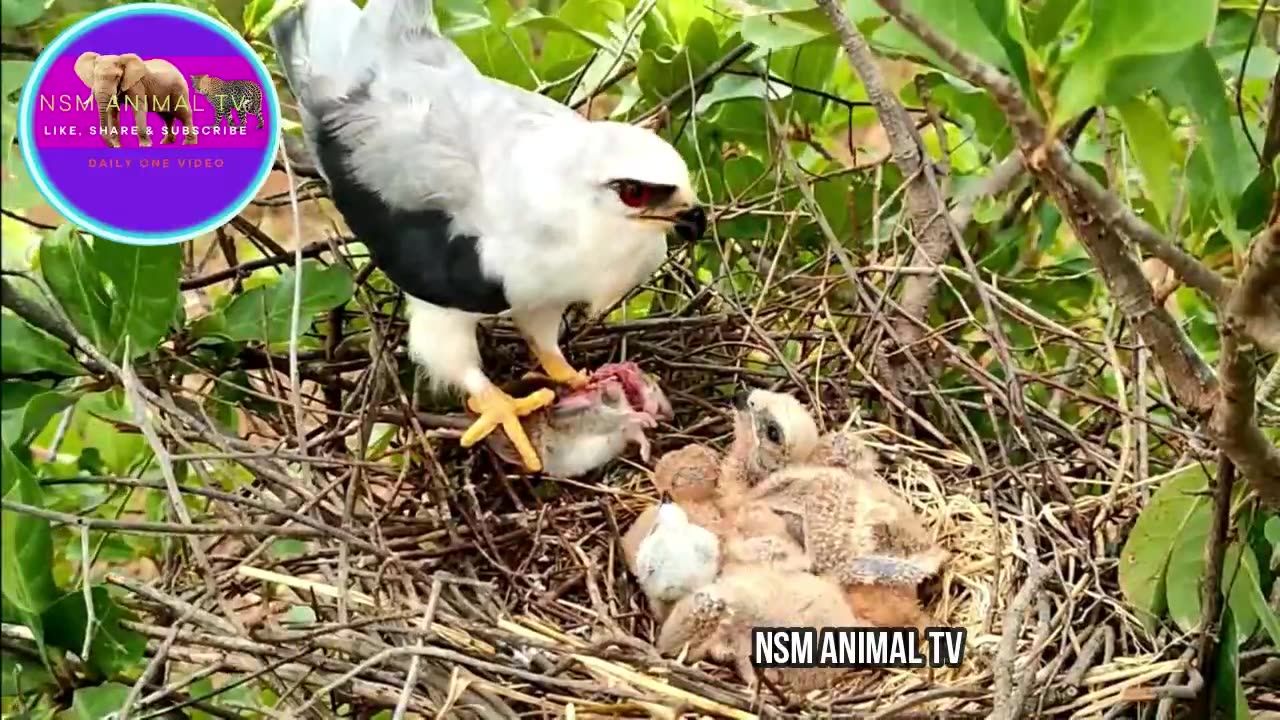 After Feeding The Baby, The Mother Bird Has To Clean The Baby's Feathers