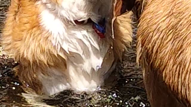 Dogs in the river