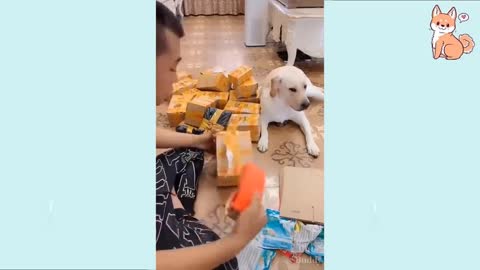 You will laugh at all the DOGS 🤣 Funny DOG Videos 😂🐶 OBX