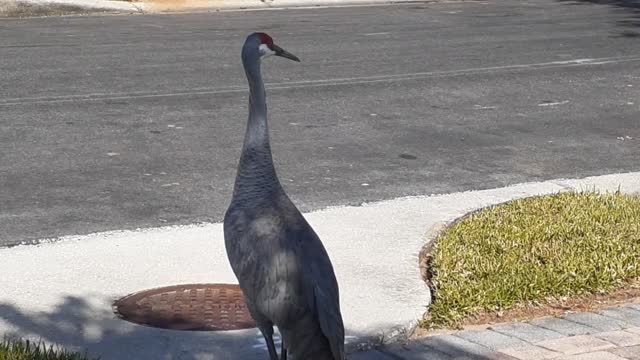 Sandhill Cranes in front yard on Halloween