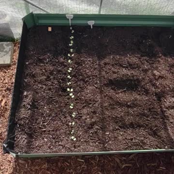 Radish update from the tunnel! #shorts #polytunnel