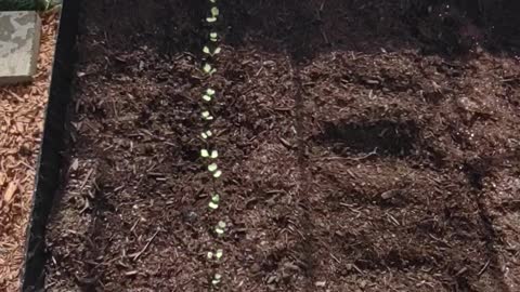 Radish update from the tunnel! #shorts #polytunnel