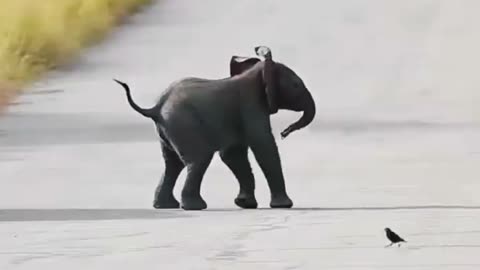 Cute baby elephant #rumble short viral #rumble video viral