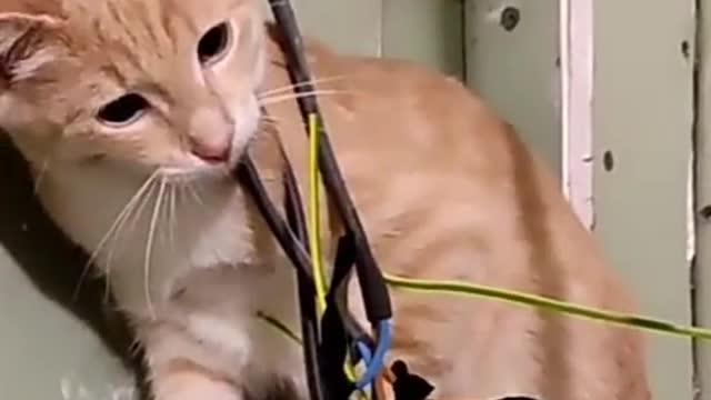 A cat learns why live cables were not meant for chewing.