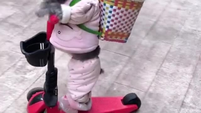 cute dog accident while playing scooter :)