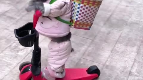 cute dog accident while playing scooter :)
