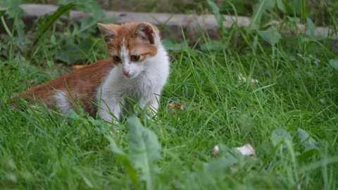 This Kitten Trying To Catch Insect In The Grass