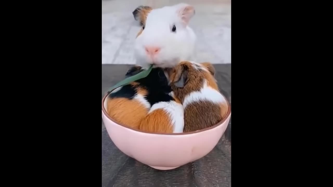 Cute Baby Animals Videos Compilation | Funny and Cute Moment of the Animals - Cutest Animals