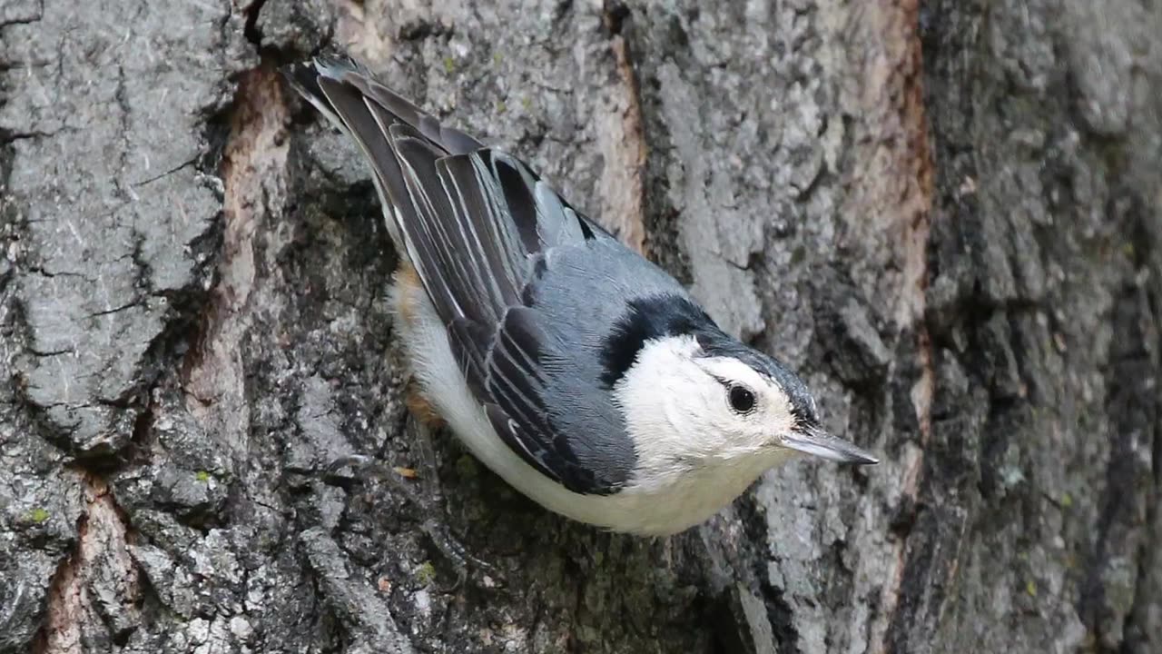 White-breasted Nuthatch Sound Video