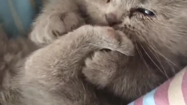 Funny and Cute Cat Videos #273