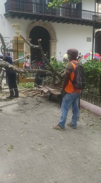Árbol cae en el parque de Bolívar