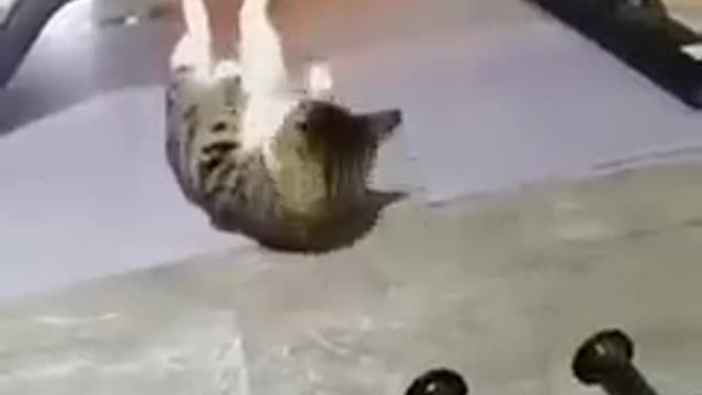 Funny Health conscious cat