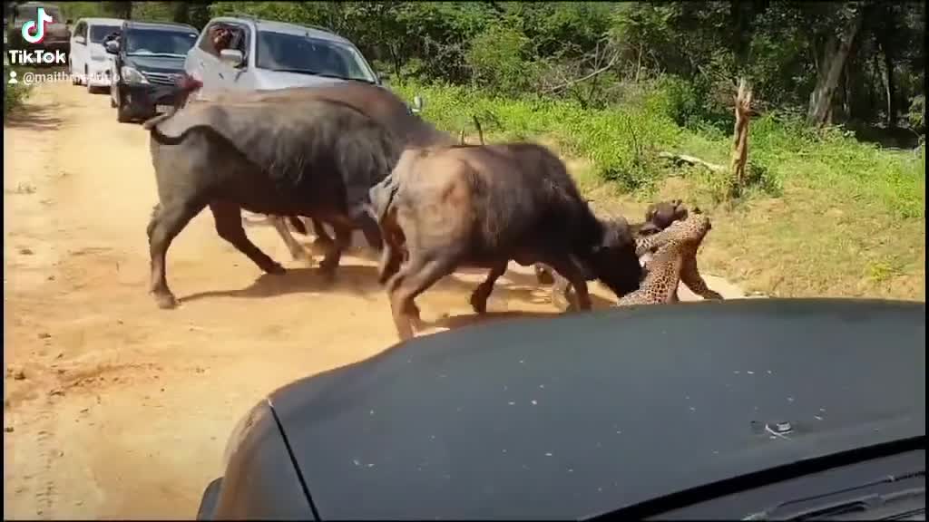 Buffalo vs Bull fighting