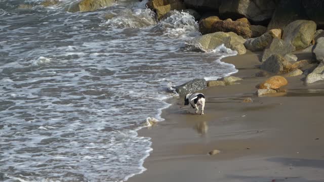 Puppy on the beach!