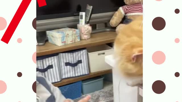 【First Contact】A cat trying to kiss a baby