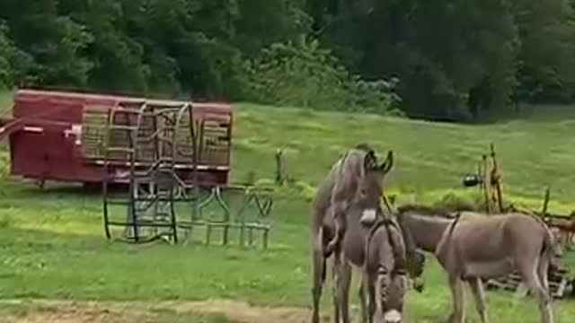 WARNING: This is how baby donkeys are made