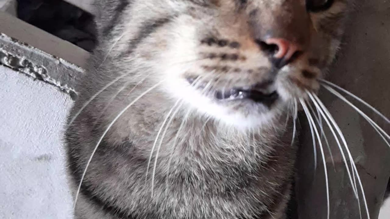 Best funny cats 🙀