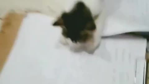 Masti ki patshala cat