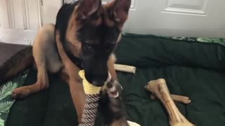 Clever ferrets totally bamboozle a German Shepherd