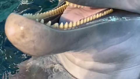 Dolphin Tells A Riveting Story