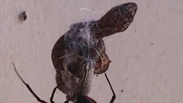 a spider