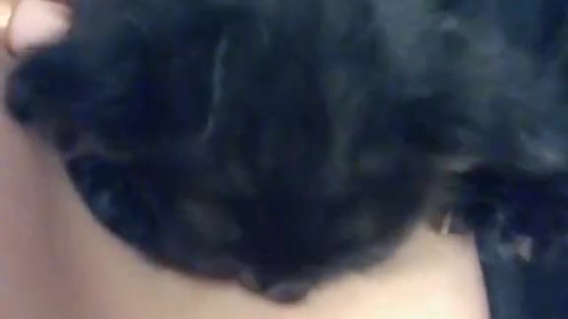 cute cat 赤ちゃんはケーキを食べますが、顔は少し不機嫌です。 やんちゃすぎる #shorts(2)