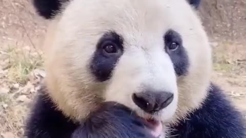 Panda eats carrots in a strange way