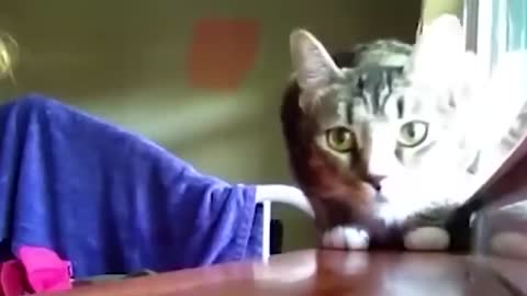 Funny Scaredy Cats Compilation!