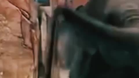 Elephant funny videos