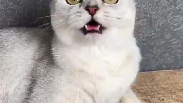 Cat Pool