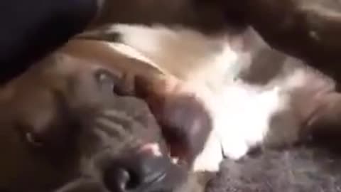 My dog funny video 1