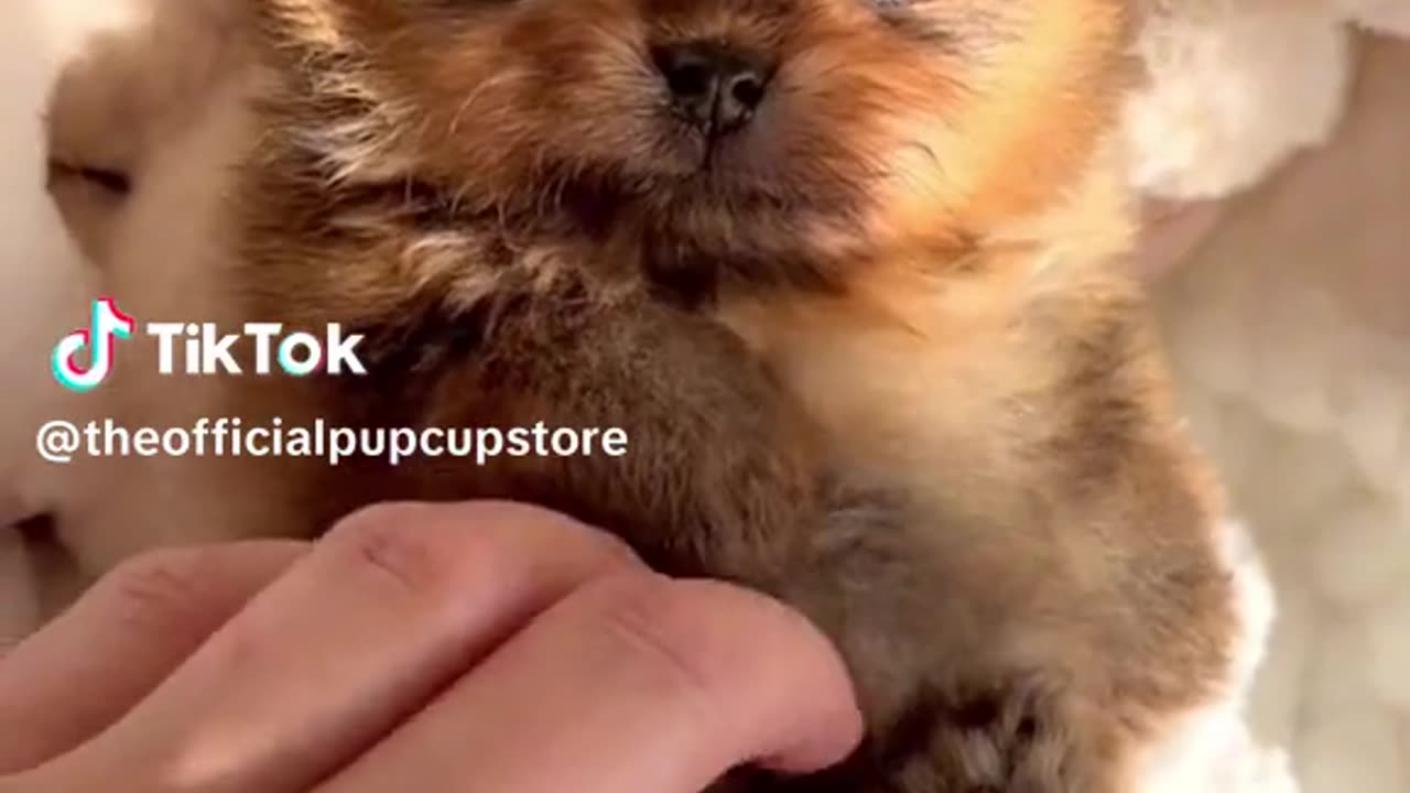 Cutie