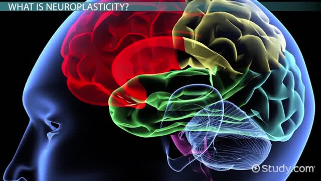 Neuroplasticity - Study.com