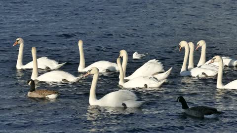 swans on lake Baikal