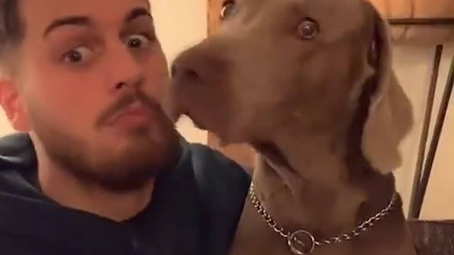 Funny Animals🐶Cats and 😻Dogs- Funny Pet Animals Videos