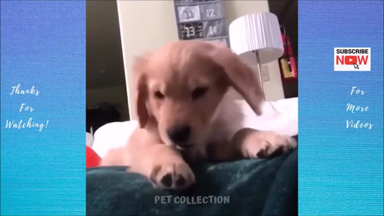 Cute And Funny Pet Videos Compilation