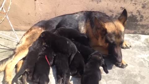 german shepherd golden retriever mix