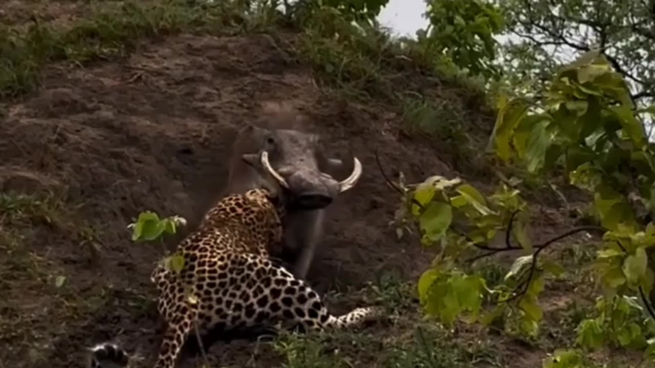 Leopard and wild boar fighting with each other in the forest