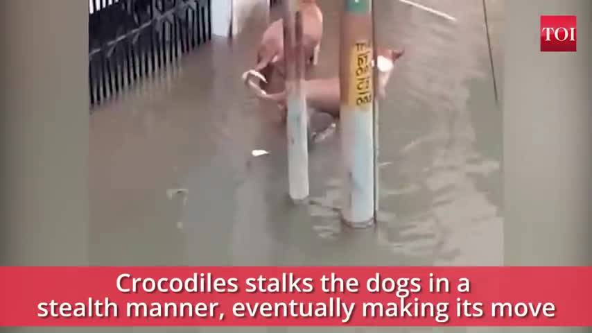 vadodara rains when a crocodile 🐊 made a meal of dog 🐕