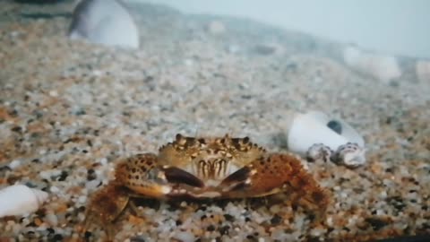 What does a crab do in an aquarium