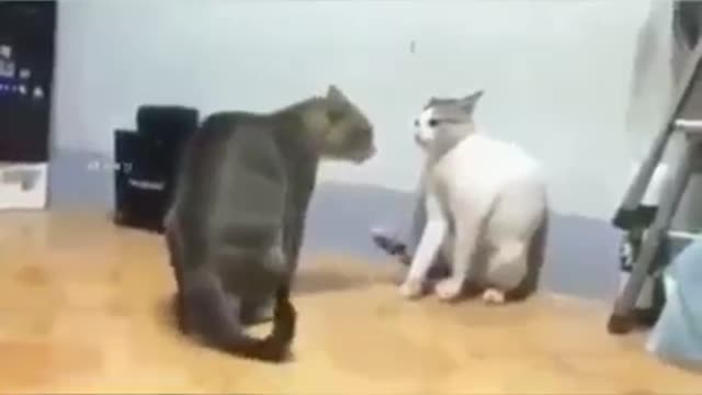 New Hot Funny video 🤣😂