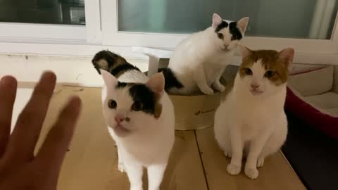 Lovely three cats.