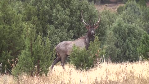 New Mexico Bull Elk Hunt - Centerfire